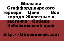 Малыши Стаффордширского терьера  › Цена ­ 1 - Все города Животные и растения » Собаки   . Забайкальский край